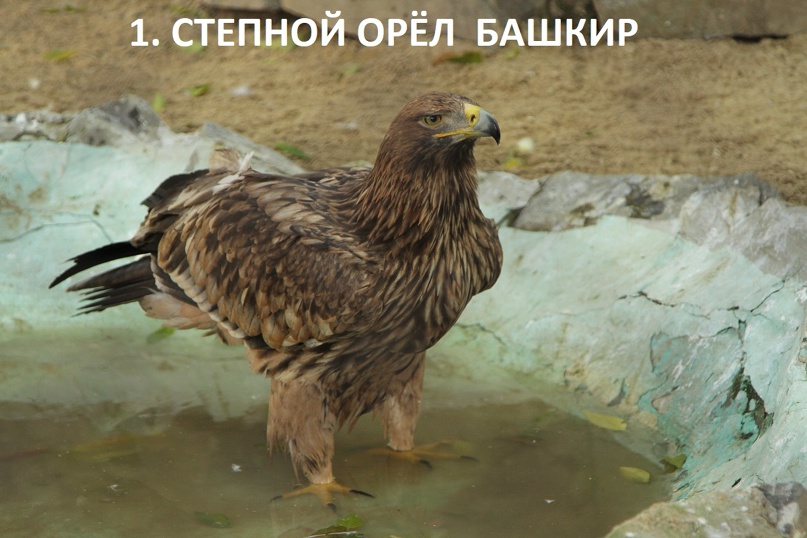 Фото: пресс-служба Екатеринбургского зоопарка