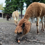 Фото: Алена Курочкина, «Областная газета»
