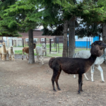 Фото: Алена Курочкина, «Областная газета»