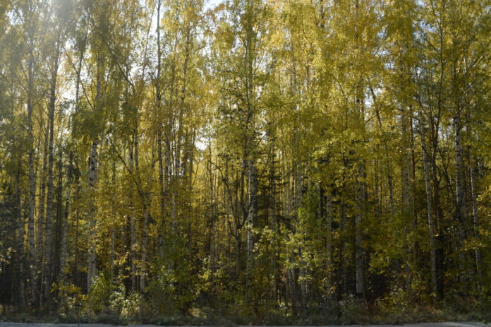 Фото: Павел Ворожцов, «Областная газета»