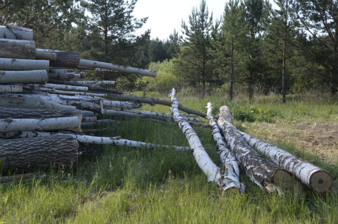 Фото: Павел Ворожцов, фотоархив «Областной газеты»