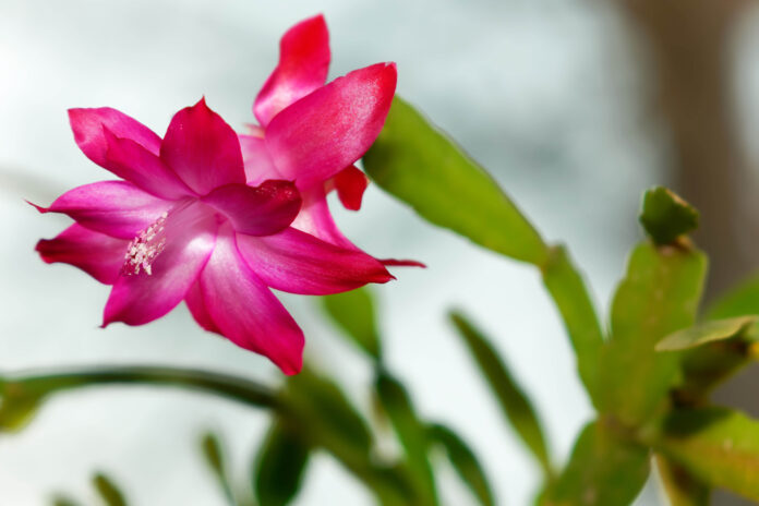 Фото: Elements.Envato.Com