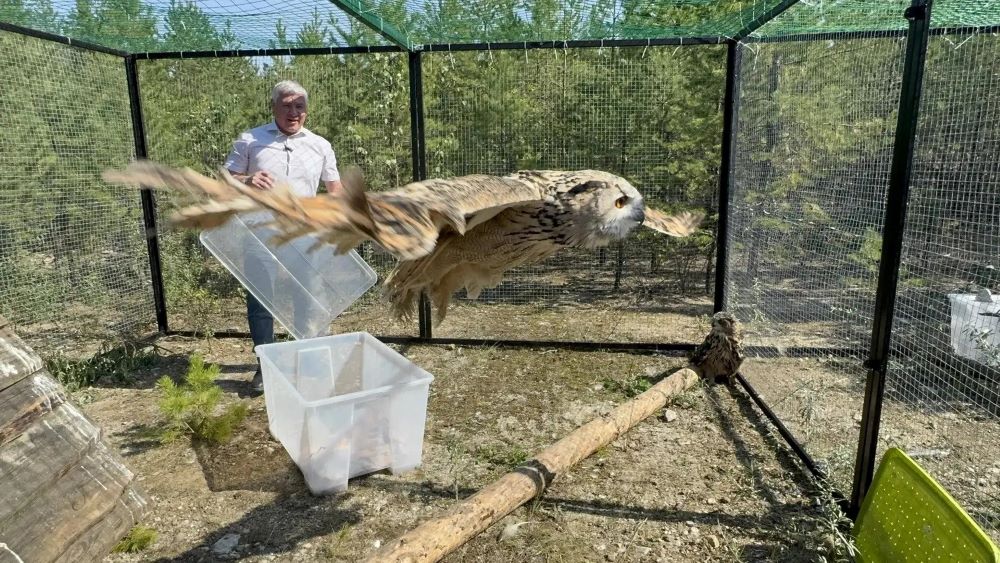 краснокнижные филины в Режевском заказнике